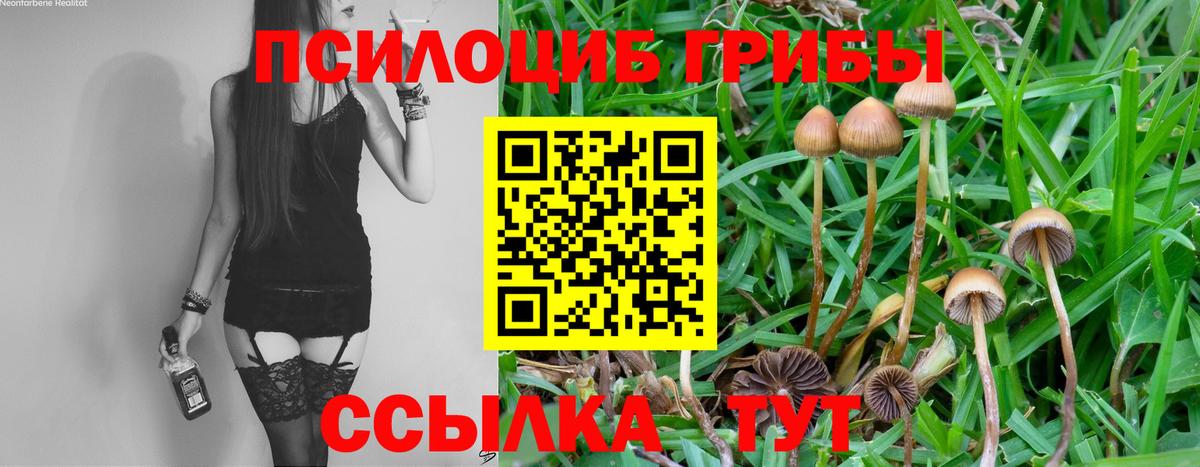 Псилоцибиновые грибы Psilocybine cubensis Вязники